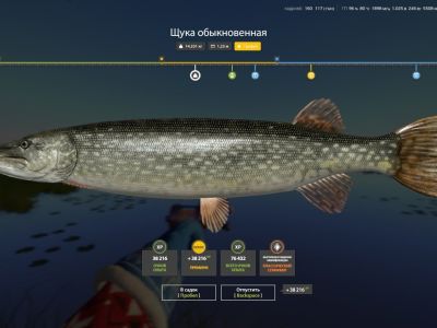 Trophy The Amber Lake